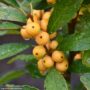 Winterberry – Berry Heavy Gold (F) – #3 Containers
